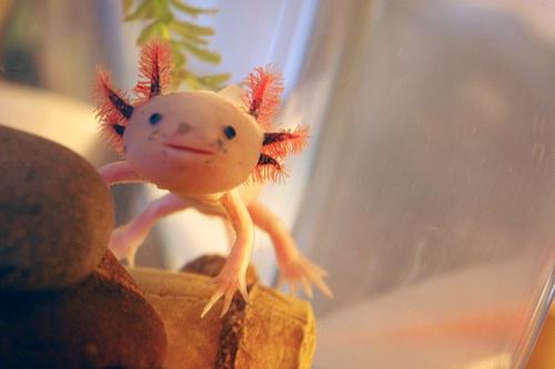 The Mexican Walking Fish (Axolotl)