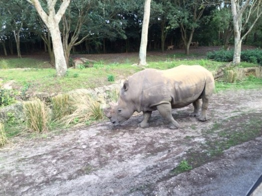 Rhino @ Animal Kingdom Park, Disneyworld