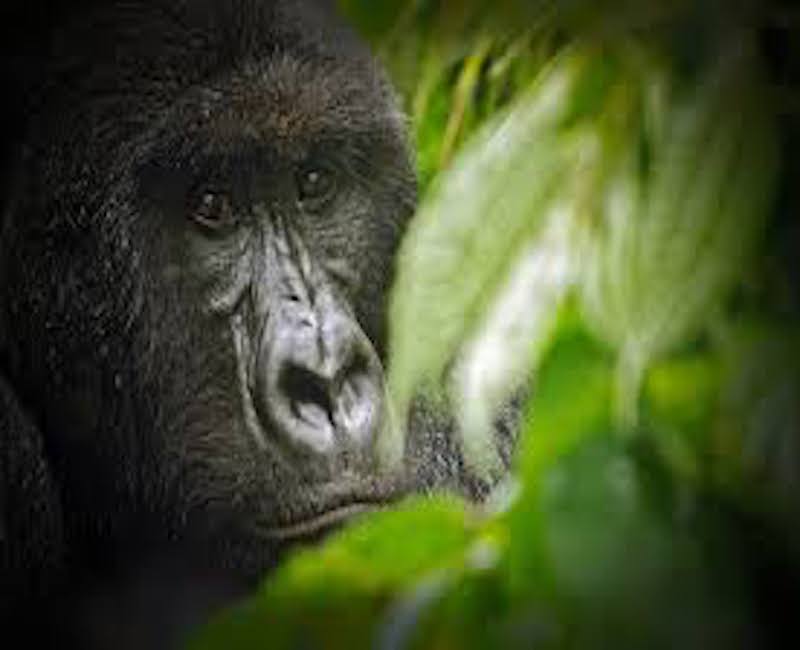 A gift to the gorillas in the mist