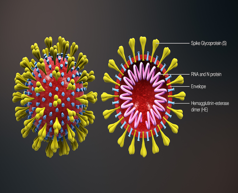 Coronavirus+Cell