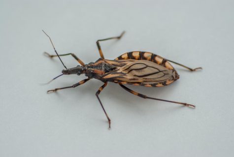 The Triatoma Brasiliensis
