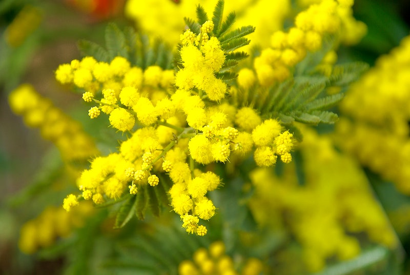 Mimosa flower