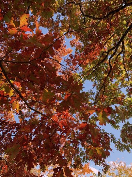 The Chemistry of Autumn: The Secret of Leaves Changing Colours